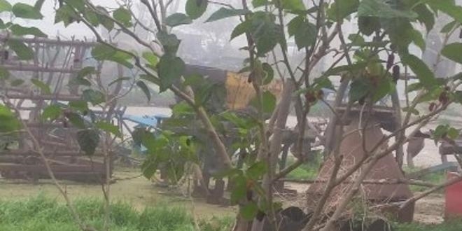 Dut ağacı kış mevsiminde meyve verdi