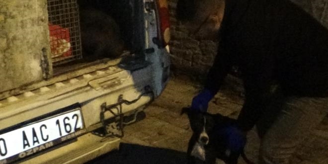 Yaşlı adamın öldüğü havlayan köpeği sayesinde fark edildi