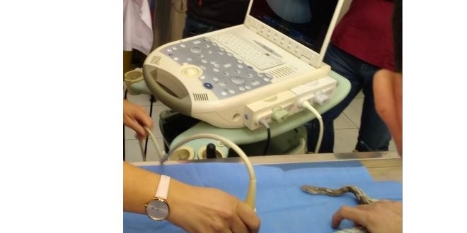 Hamile olup olmadığının kontrolü için yılana ultrasonla bakıldı