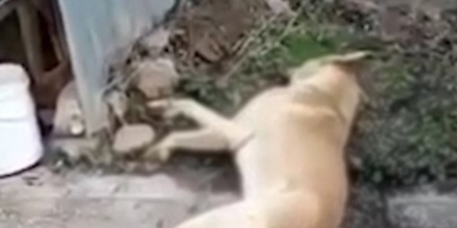 Zab�tan�n zehirli i�ne ile k�pekleri �ld�rmesine soru�turma