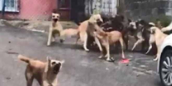 30'un �zerinde k�pekle ya�ayan kad�n g�zalt�na al�nd�