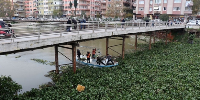 Asi Nehri üzerindeki su sümbülleri temizleniyor