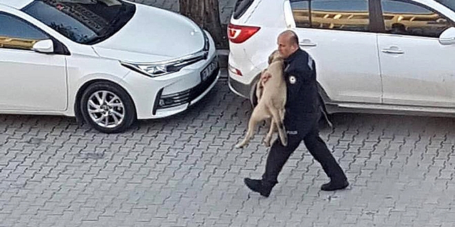 Polis, yaralı köpeği kucağında veterinere taşıdı