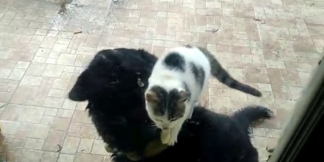Kedi ile köpeğin ilginç dostluğu