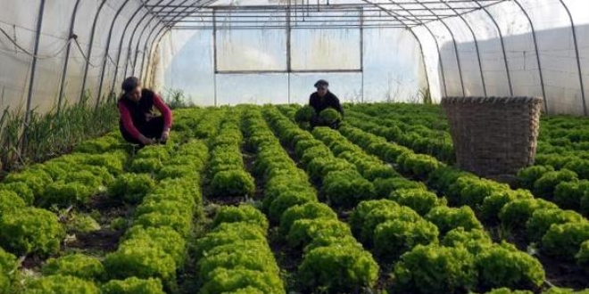 İş yerini kapatıp köye yerleşti, 11 sera kurdu