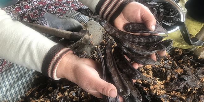 Ke�iboynuzu pekmezi kad�nlar�n ge�im kayna�� oldu