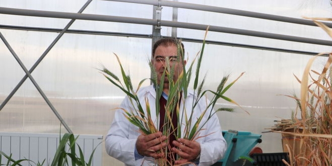 'Yerel bu�day kaynaklar�m�z b�y�k bir hazine'