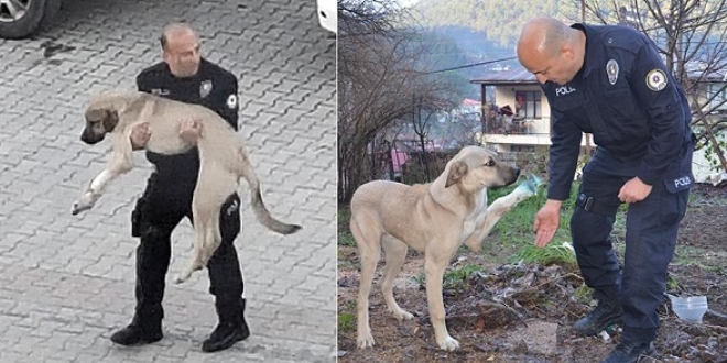 Polisin kucağında taşıdığı yaralı köpek iyileşti