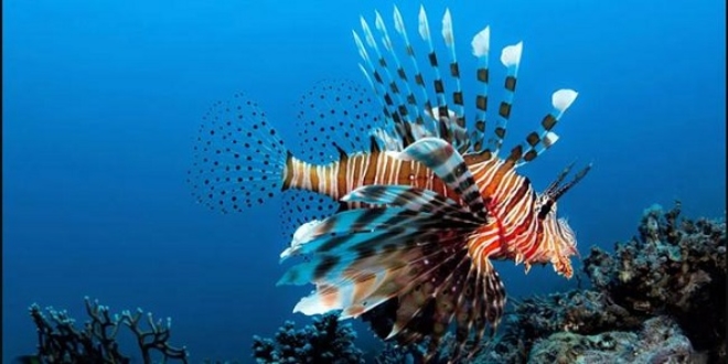 �zmir'de de g�r�ld�! K�pek bal���n� bile �ld�rebiliyor