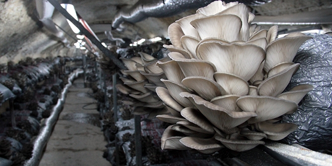 Eski h�k�ml� mantar �reticili�iyle hayata tutundu