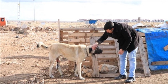 Dolmuş şoförleri ayağı kesik köpeğe protez taktırdı