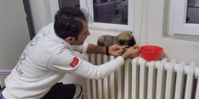 Anne köpek ve yavrusuna sağlık personeli sahip çıktı