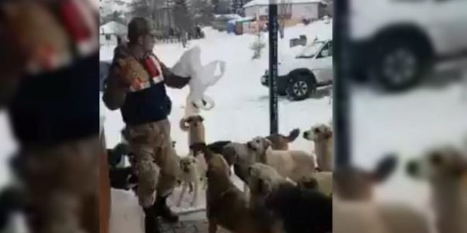 Yaylada aç kalan köpekleri jandarma besliyor