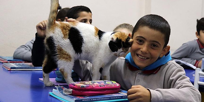 Kedi 'Pamuk' okullu oldu