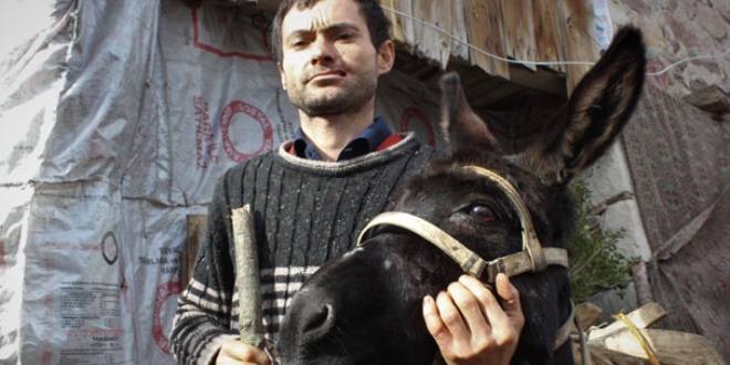 Eşek sahibinin yanağını parçaladı