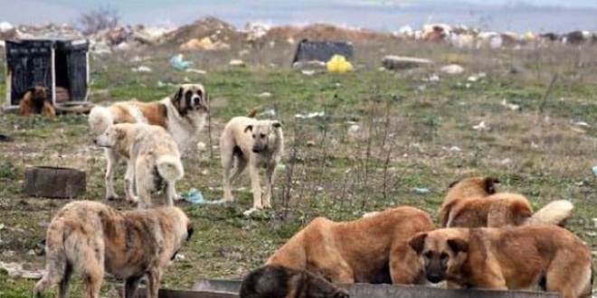 Liseli çocuğu öldüren köpekler kendi ırkını yedi