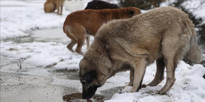 İki ilçe arasında sokak köpeği tartışması