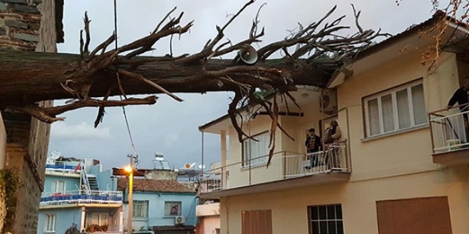 İzmir'de anıt ağaç evin çatısına devrildi