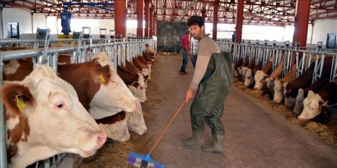 Hayvancılıkta 'elektronik küpe' hazırlığı