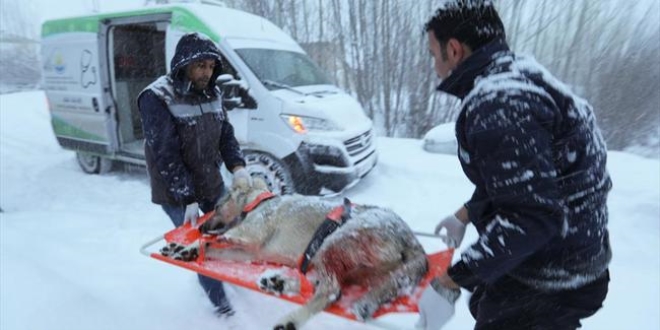 Yaralı köpek için karda 37 kilometre gittiler