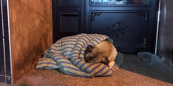 Taksiciler, sokak köpeğini battaniye ile ısıttı