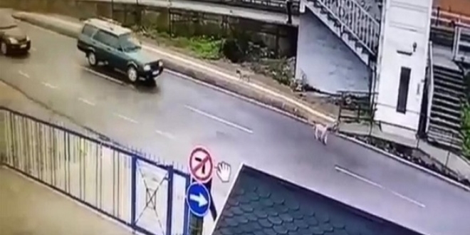 Vicdansız sürücü, köpeği ezip yoluna devam etti