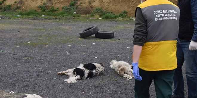 Zehirlenen 3 köpeğin durumları iyiye doğru gidiyor