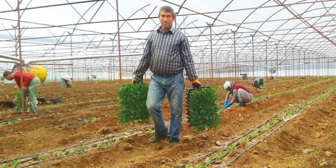 Antalya'da 4 liraya yola çıkan domates İstanbul'da 14 lira