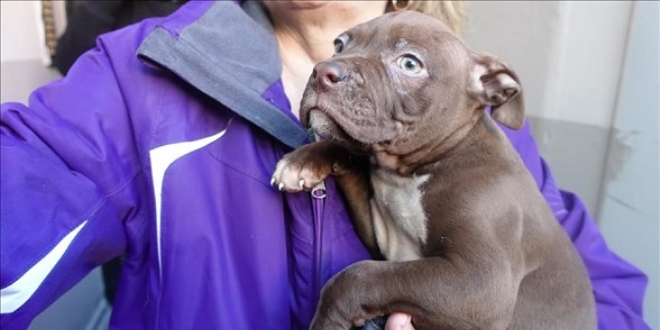 Yavru köpeği itfaiye ekipleri kurtardı