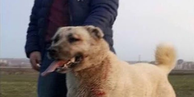 Köpek dövüştürüp video çeken genç gözaltına alındı