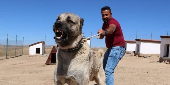 Kangal kpekleri neden yavrularn yiyor?