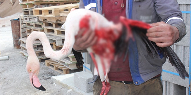 Evinde baktığı yaralı flamingoyu teslim etti