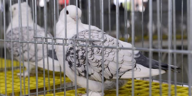 İzmir'de 'güvercin güzellik yarışması' düzenlendi
