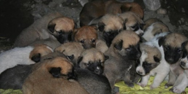 Donmak üzere olan 22 köpek yavrusu kurtarıldı