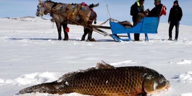 Eskimo usulü avcılıkta sezonun en büyük balığını yakaladı