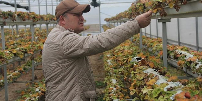 Topraksz tarmla 10 ay boyunca ilek retiyor