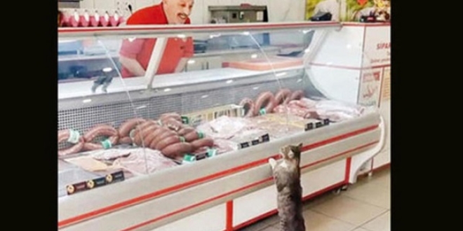 Bu kareyle hafzalara kaznmt... Kedi Yeim'den zc haber!