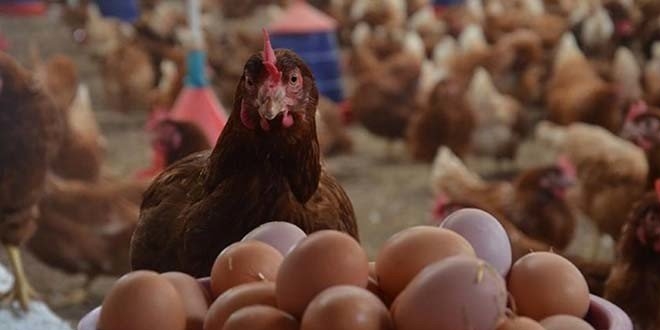'Kanser ilac yumurtlayan' tavuklar yetitirildi