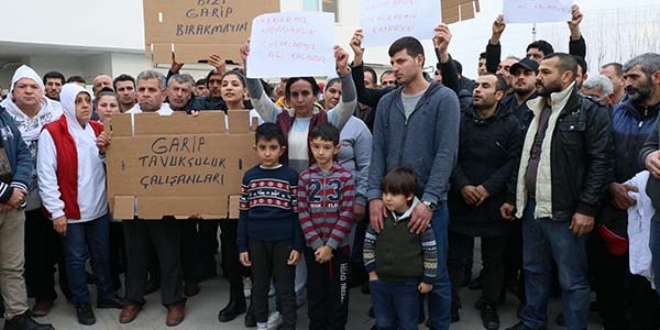 3 milyon civciv için Adana Valiliği devreye girdi