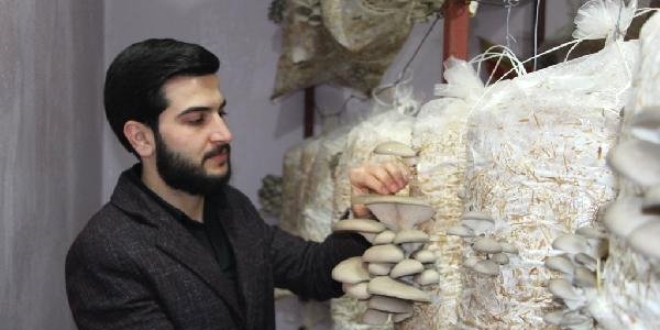 Ziraat mühendisi evinde mantar yetiştirdi