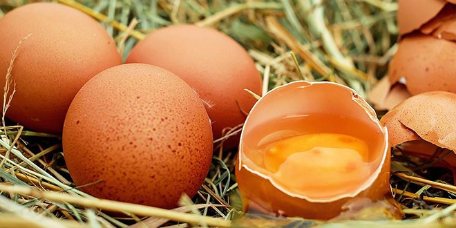'Kanser ilac yumurtlayan' tavuklar yetitirildi