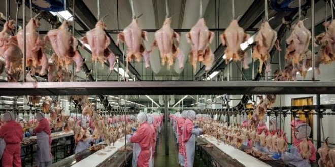 Konkordato ilan eden tavukçuluk firmasına yem sözleşmesi desteği