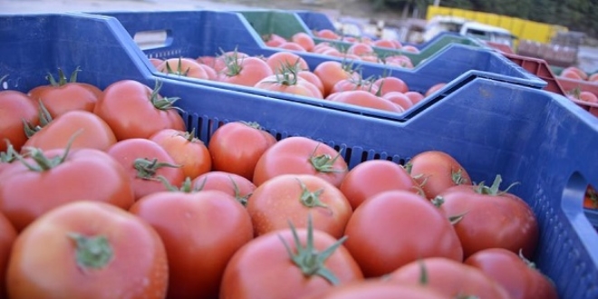 Rusya'ya domates ihracat artt