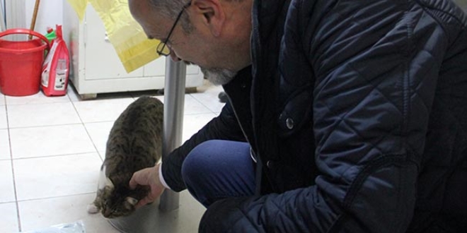 Bakt sokak kedisi bir kadn trmalaynca, 'yaralama'dan ceza ald