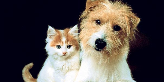Cins kedi ve köpek sahiplendirme bahanesiyle dolandırıcılık