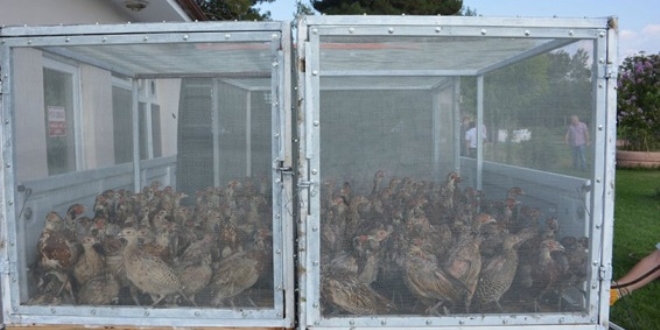 Tokat'ta kene ile mücadele için 5 bin kanatlı yaban hayvanı doğaya salındı