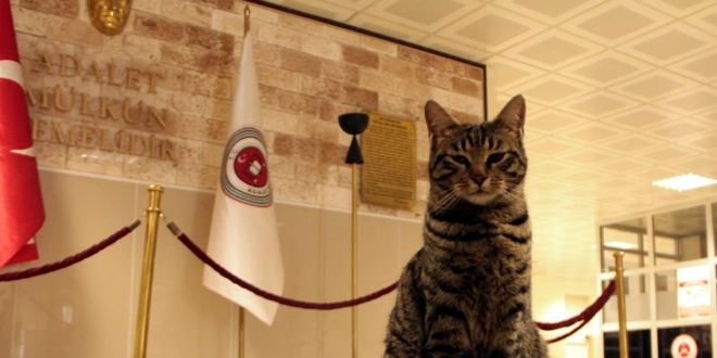 Soğuk havada adliyeye sığınan kedi, adliyenin maskotu oldu