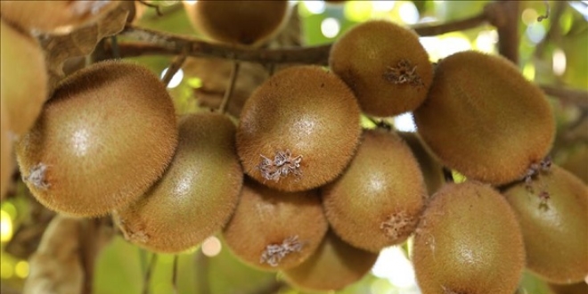 Kivi retimine ilgi artyor