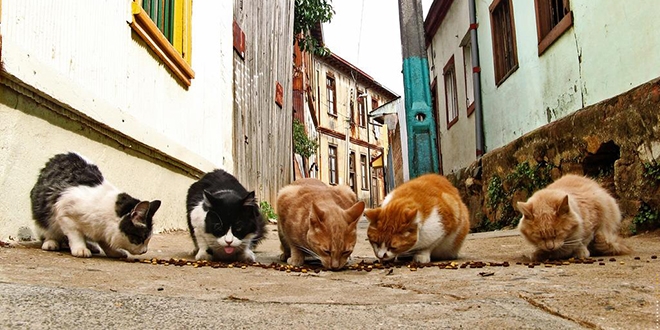 Sokak kedilerine mama yardmyla cezadan kurtuldu