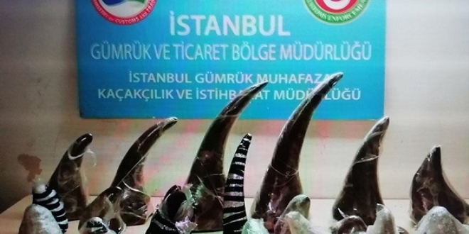 Atatürk Havalimanı'nda 21 gergedan boynuzu ele geçirildi